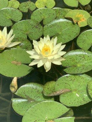 Lotus pond