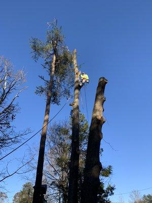 Tree removal