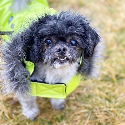 Tao may be a senior dog but still loves his walks. All animals no matter breed or age are always welcome.