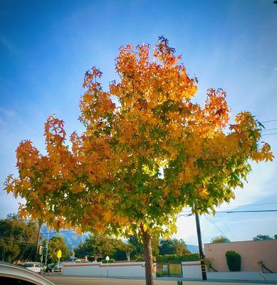 Getting some really lovely fall colors coming in around the SGV!! (11/19/24)