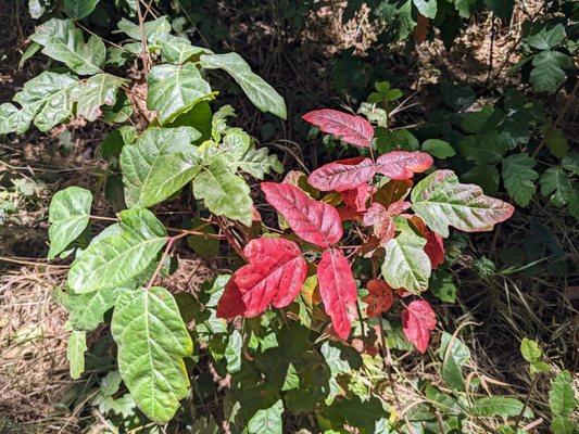 The elusive red Poison Oak