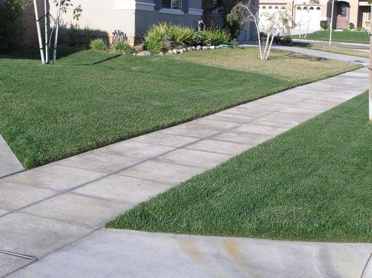 Compare our customer's lawn (left) with the neighbor's lawn (right)!