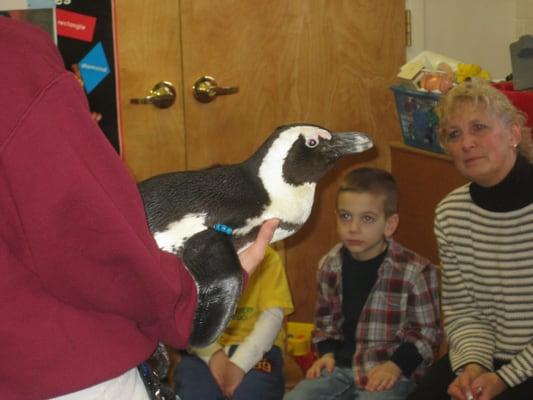 Visiting dignitaries, such as a penguin from Jenkinson's Aquarium, supplement our regular curriculum.