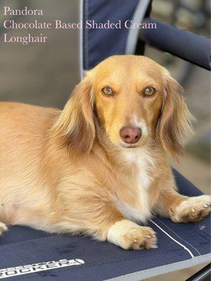 Pandora is a Shaded Cream Piebald longhair dachshund. Full groom!