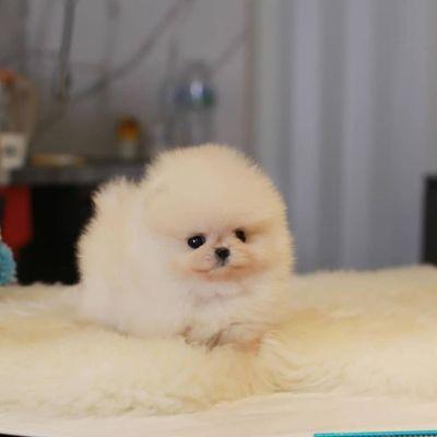 Pomerian puppies for sale