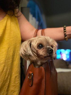 Coco D' Yorkie - trip to Petsmart