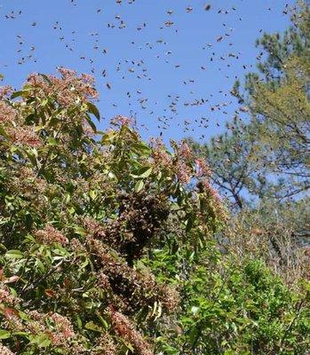 Amazing picture of Honey Bees Swarming all over  this Tree!