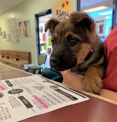 SNAP Fur Patient selecting services for his wellness visit!