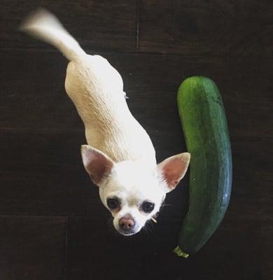 This zucchini is from the Farmers Market hosted at Erma's. My dog weighs about 3lbs and it is well over her size!