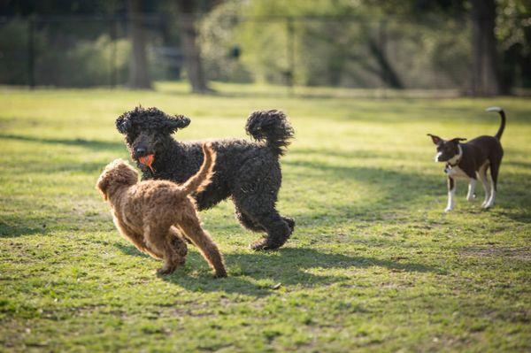 NOMA Bark Park