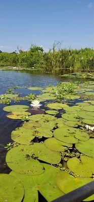 Kokomo Kayak Tours and Adventures