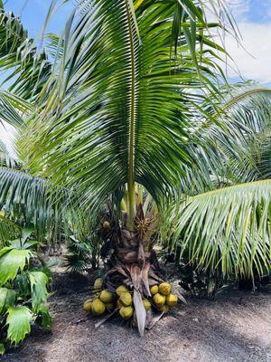 D's Fruit Trees