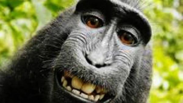 Some random monkey for the haters of golden corral. You look like this.