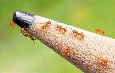 Neighborhood Fireant Control