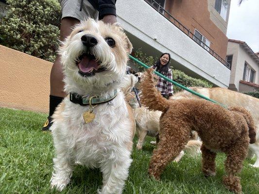 Gigi at We Love Dogs LA