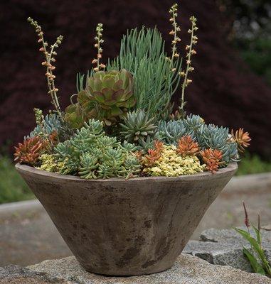 Succulent Container in June