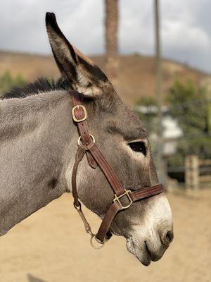 Courtship Ranch