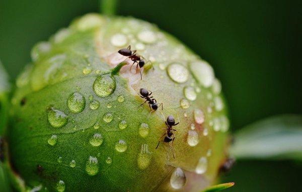 Peony with Ants