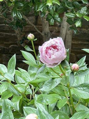 Peony blossom