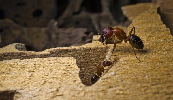 Carpenter Ant Workers.