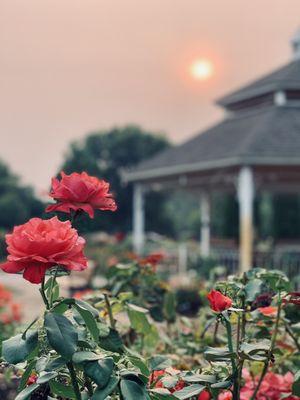 Gazebo Roses