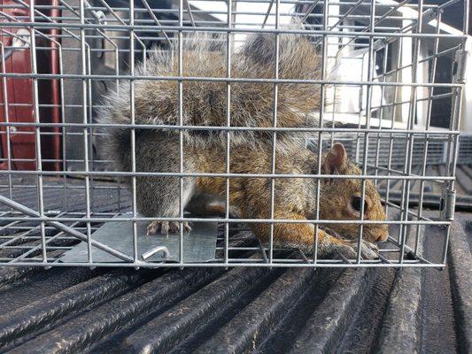 Squirrel Removal by Summit Wildlife Control