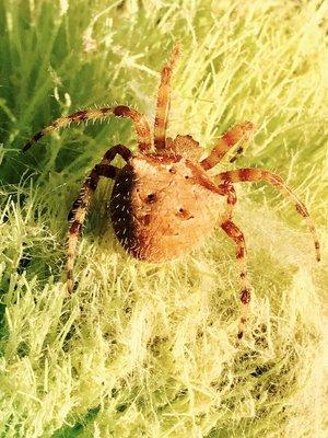 Big old cat face spider caught and removed from a customers house.