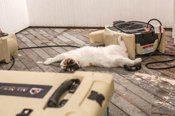 A customers kitty enjoying the warm air and low white noise from the remediation equipment