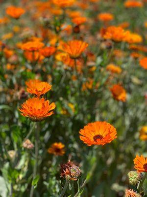 Wildflowers