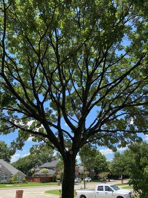 Tree canopy to help with grass grow and health of tree