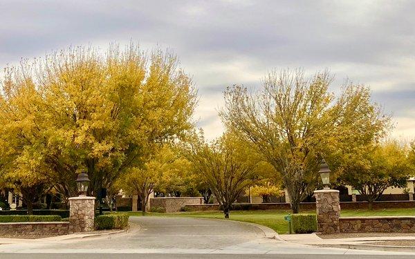 Arizona Ash trees turn into a bright, golden yellow mass of leaves every winter. These trees line the entrance to The Pecans l.