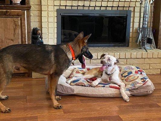 Sam, on the left is getting to know Ginger who will be his host doggie for the week.  They became great friends.