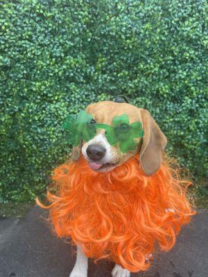 a beagle wearing shamrock sunglasses and a funny orange wig like a scarf in front of a green, leafy back drop. taken by MP