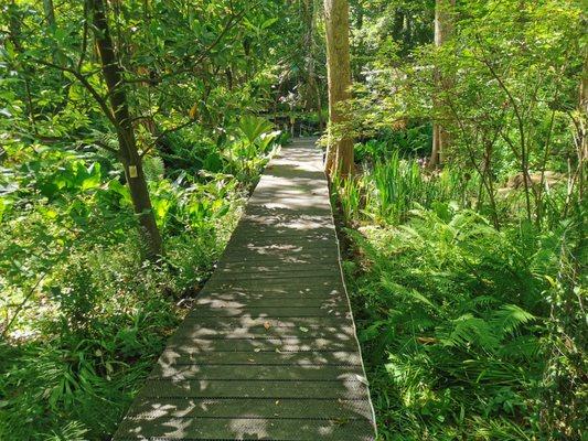 Boardwalk through preserve