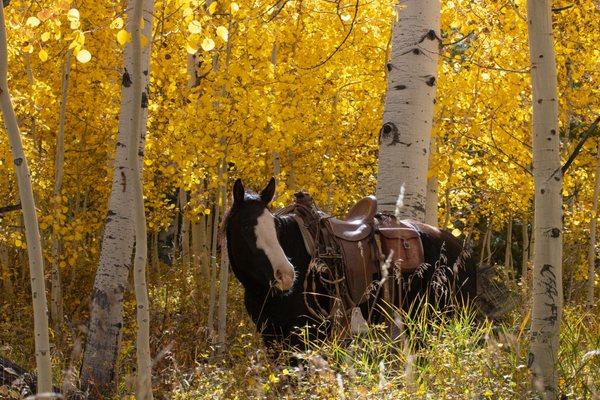 Stella in the Yellow Aspen at Rising K Ranch