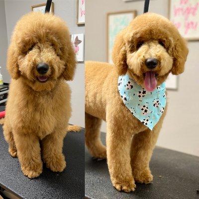 Before and after: Doodle grooming