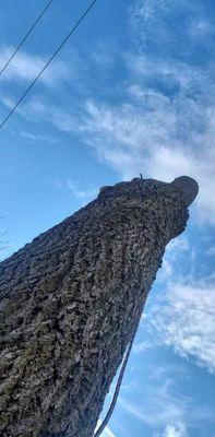 Removing a dead tree