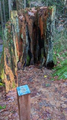 Some lovely nature markers