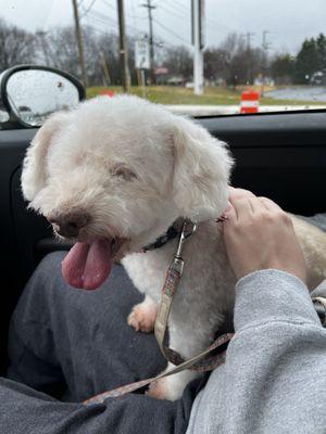 Happy Cecil after his grooming session!