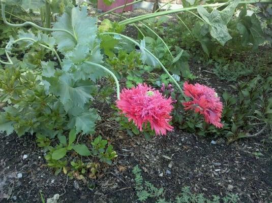 Poppies