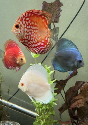 Discus