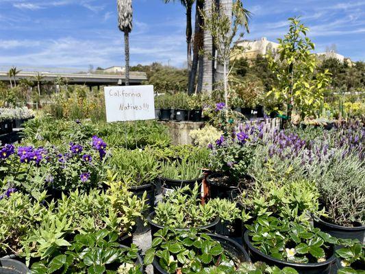 California Native plants