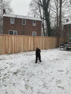 cedar privacy fence