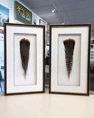 Wild game trophy framing. Tail feathers.