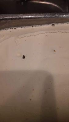 Fly on vanilla ice cream