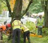 Tree Service in Chesterland