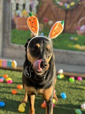 Puppy Playground