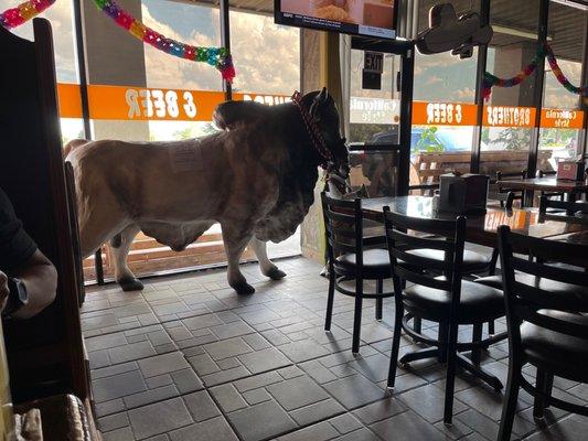 Fernidad just one of the great bull's in the restaurant!