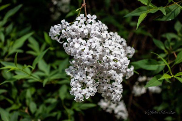 Lilacs in bloom