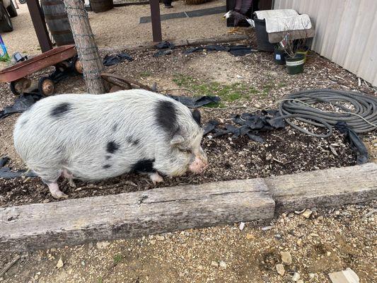 Bumper the beer drinking pig!